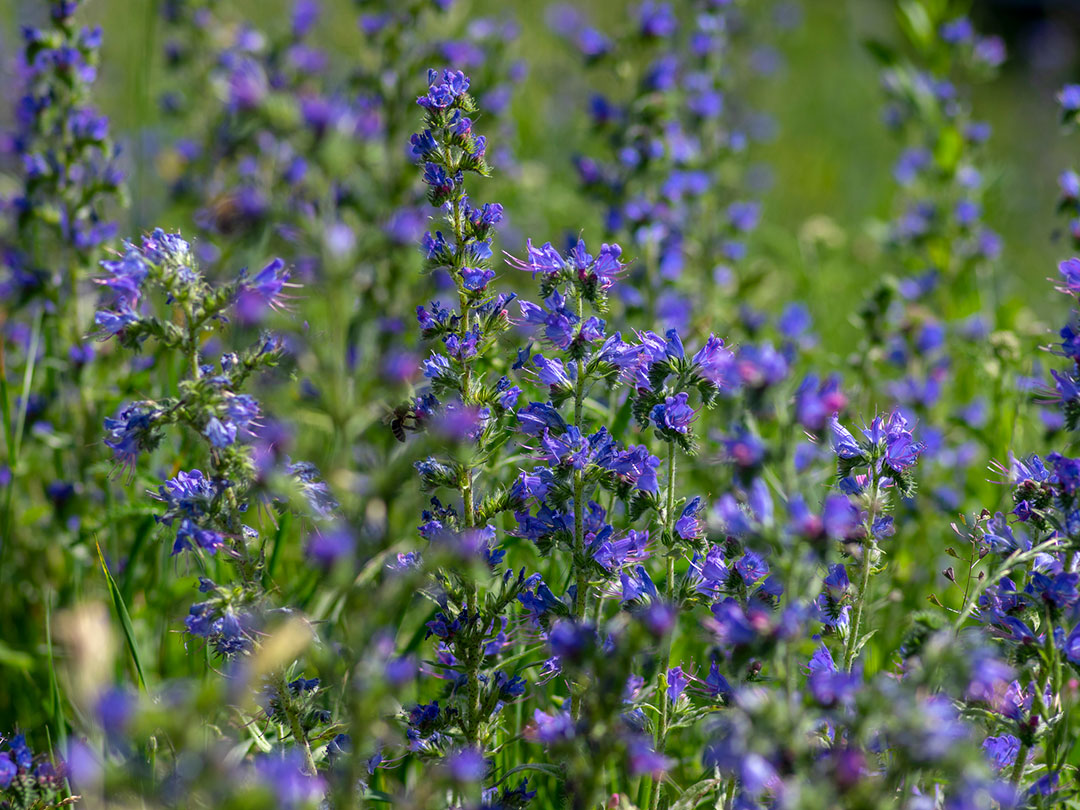 Blueweed