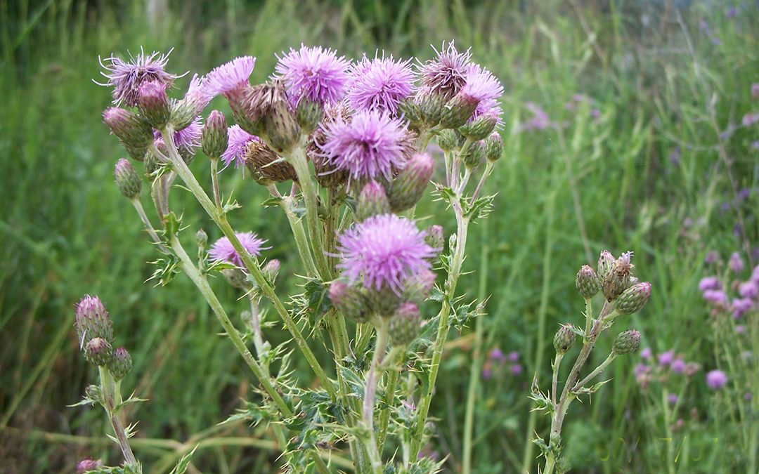Canada Thistle
