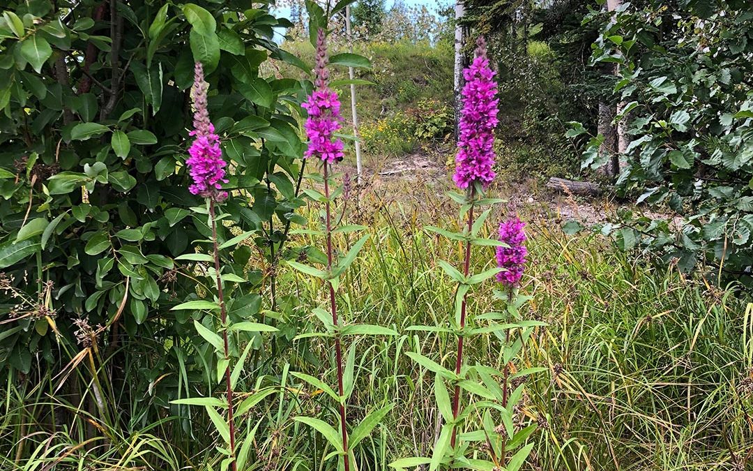 Purple Loosestrife