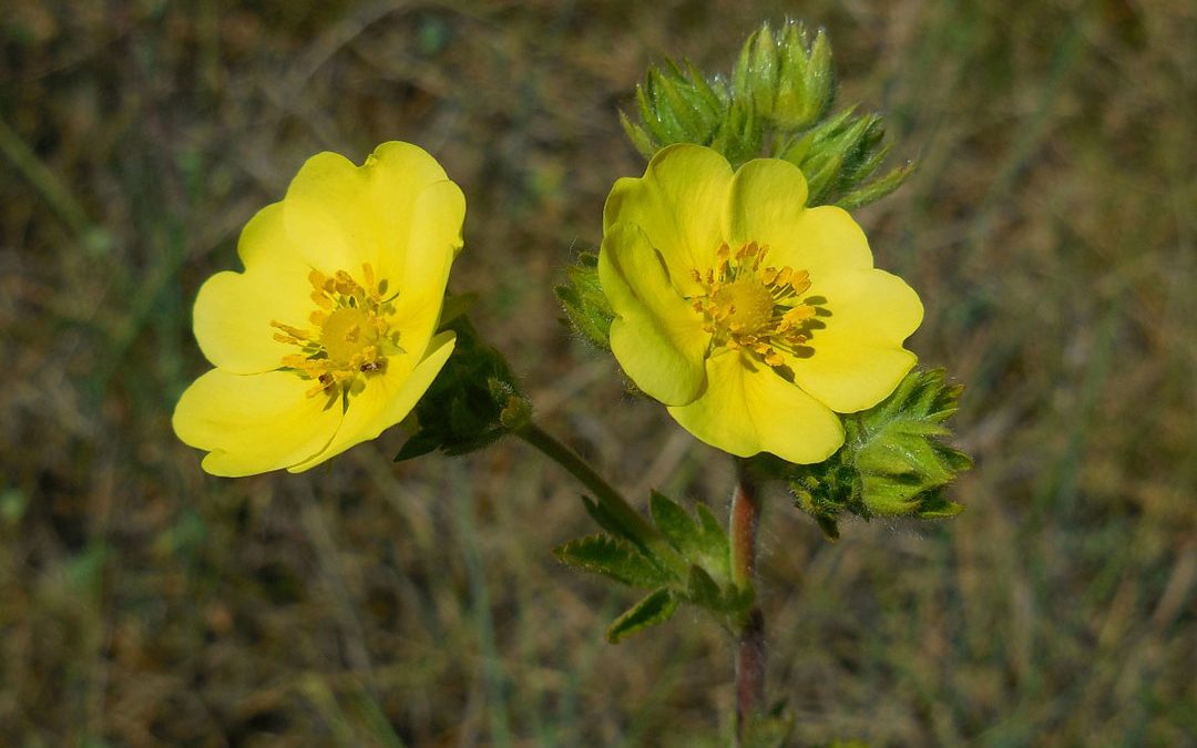 Sulphur Cinquefoil