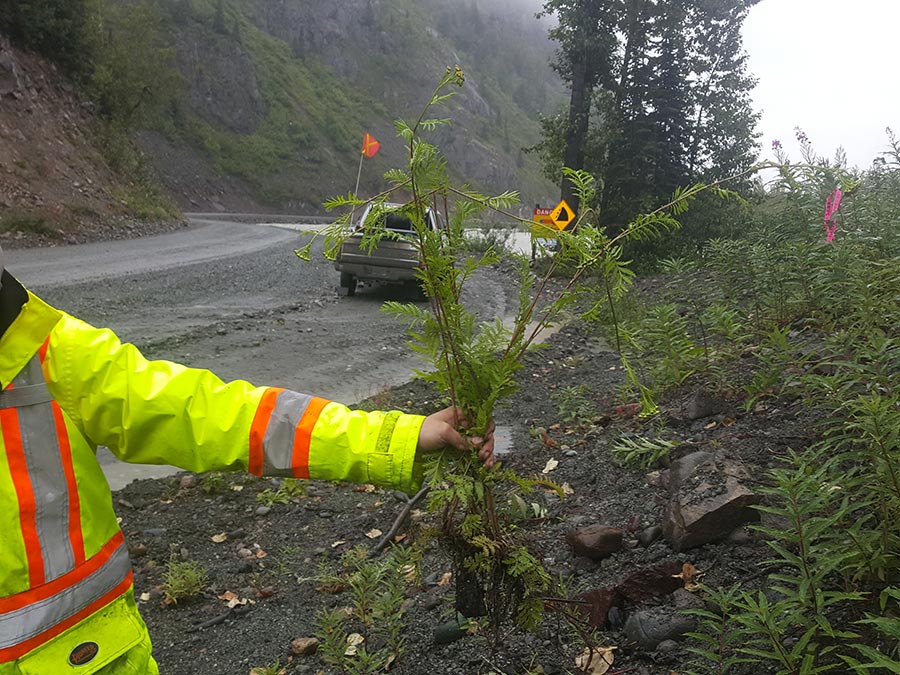 Worker Pulling Weeds