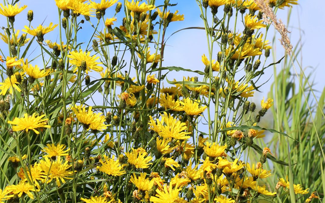 Annual/Narrowleaf Hawksbeard