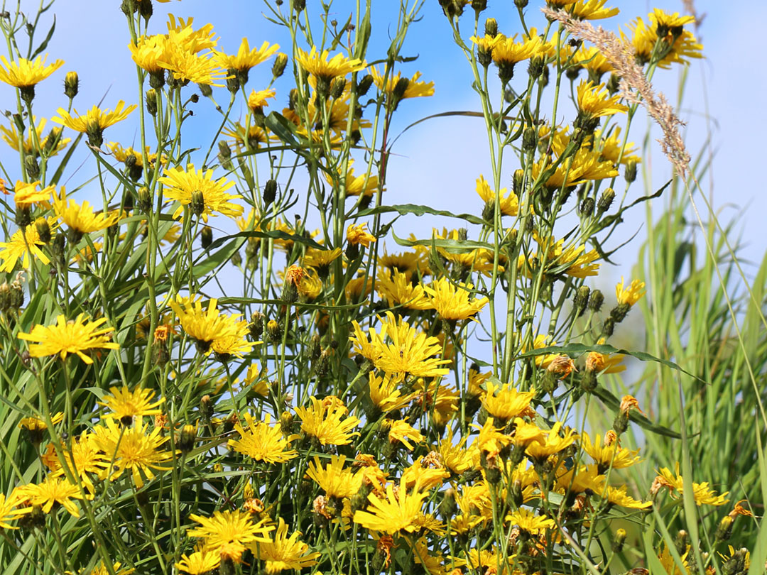 Annual Hawksbeard