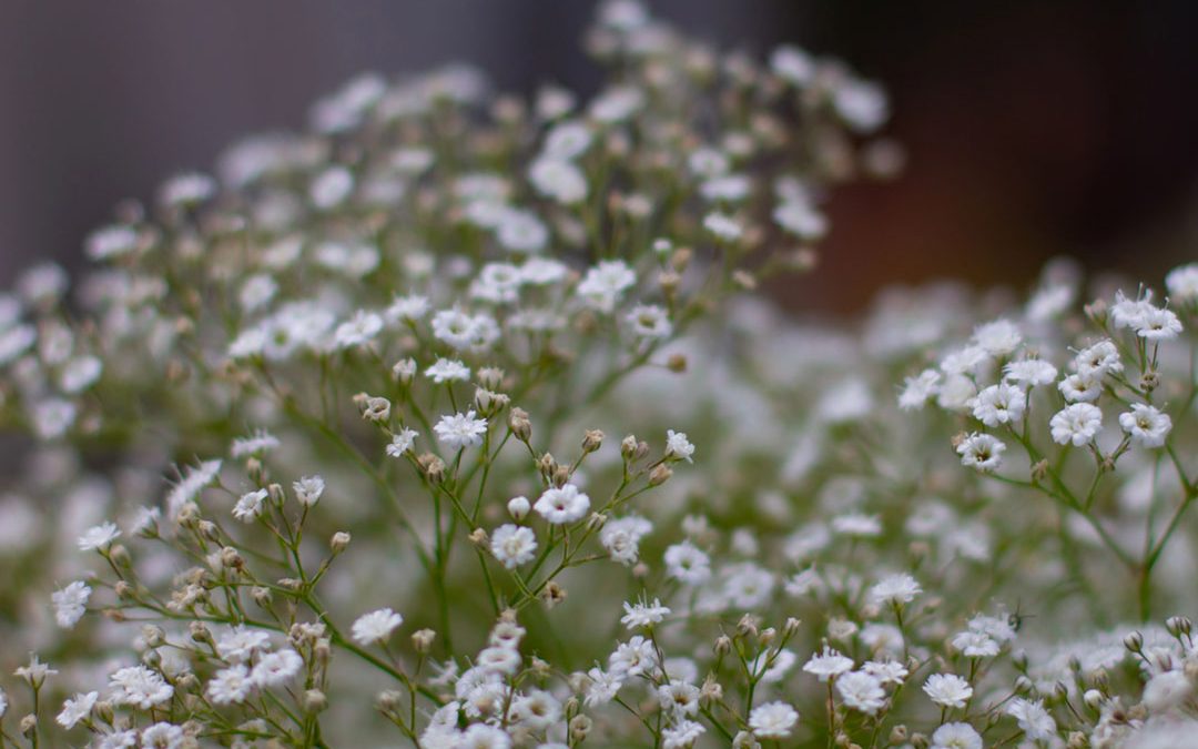 Baby’s Breath