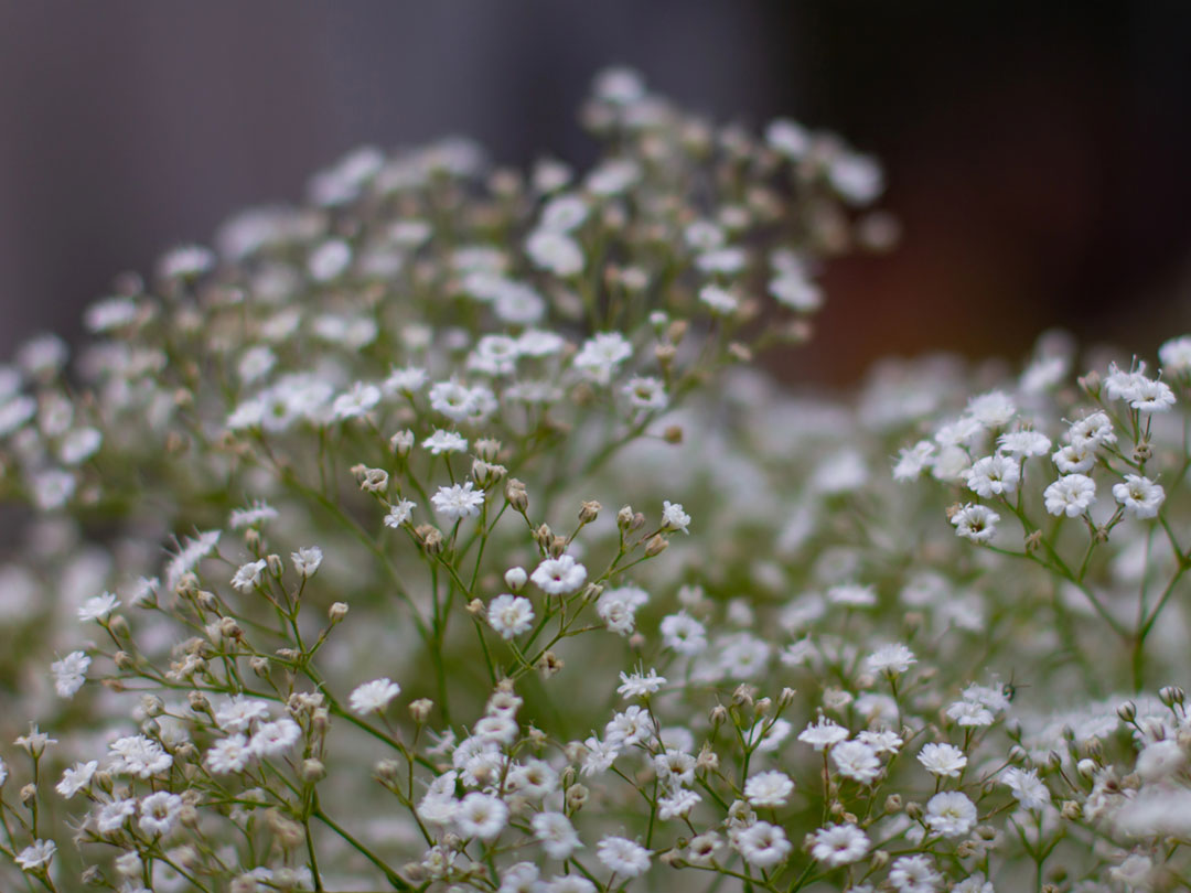 Baby's Breath, Gypsophila