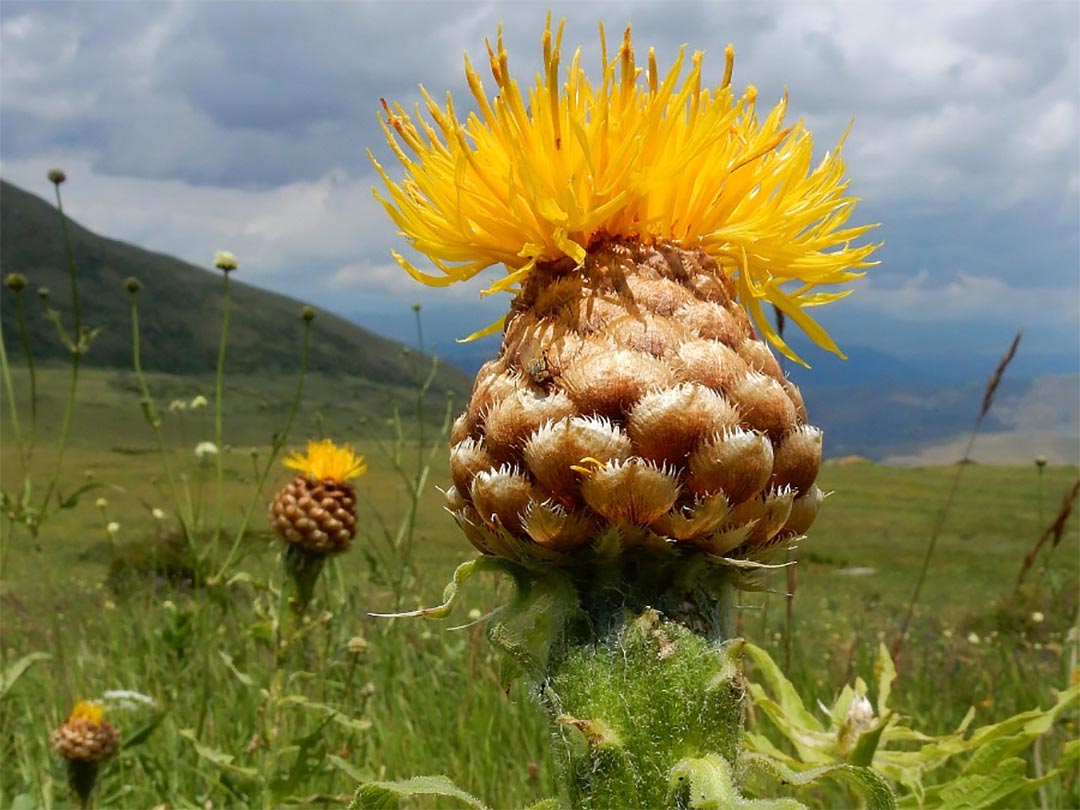 Bighead Knapweed