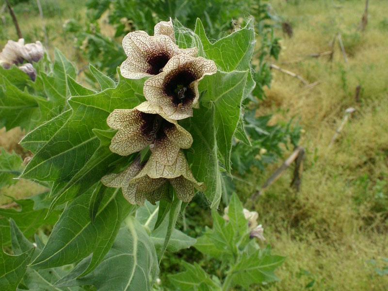 Black Henbane