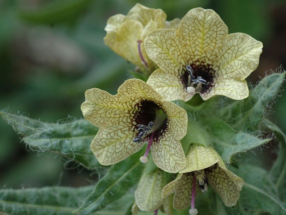 Black Henbane | Northwest Invasive Plant Council