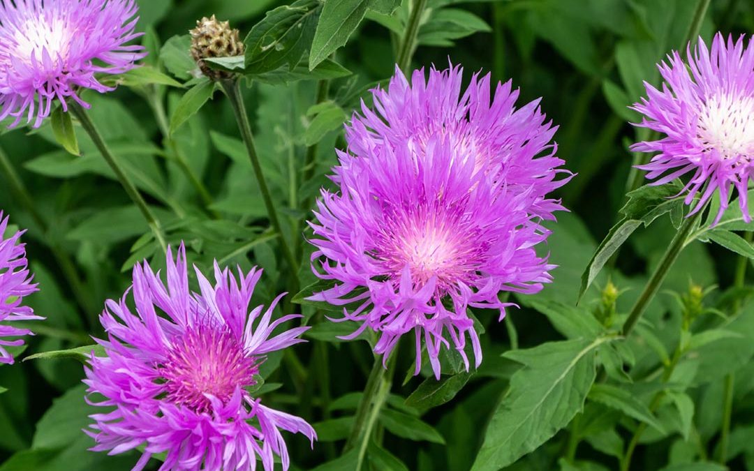 Black Knapweed