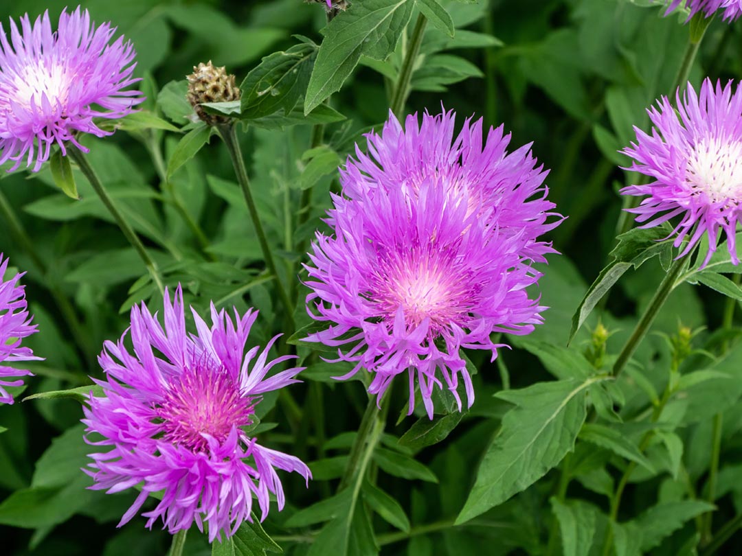 Black Knapweed
