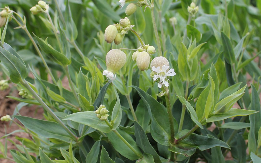 Bladder Campion