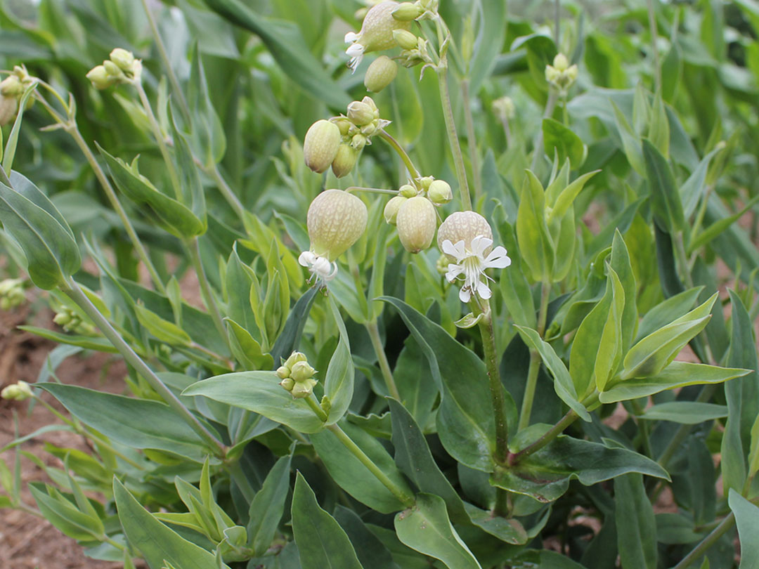 Bladder Campion