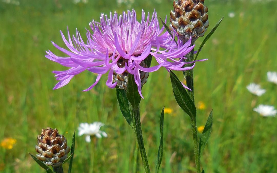 Brown Knapweed