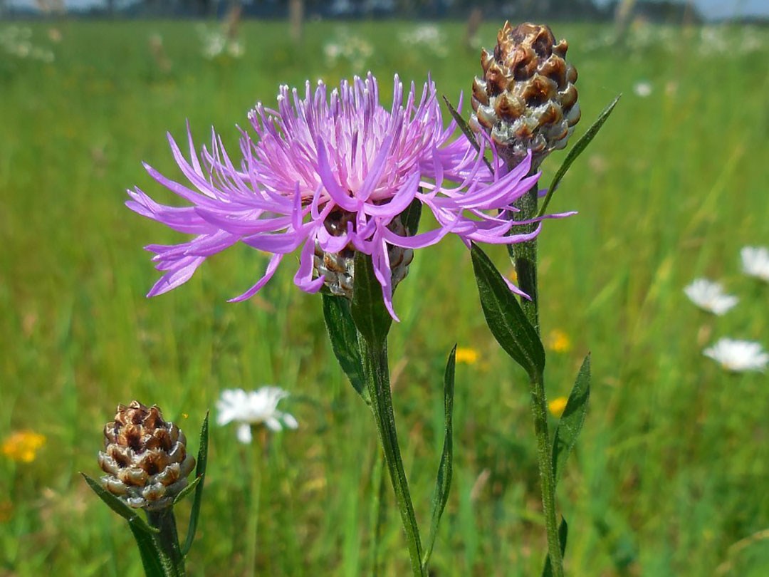 Brown Knapweed