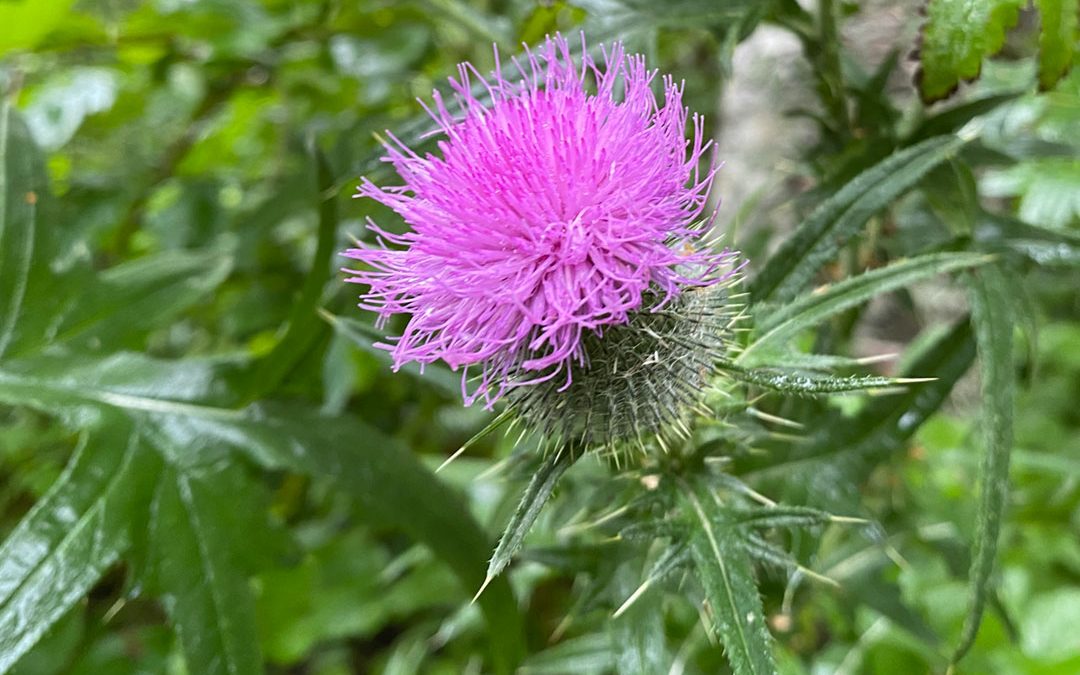 Bull Thistle