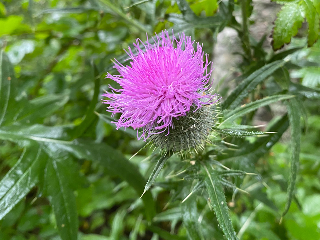 Bull Thistle