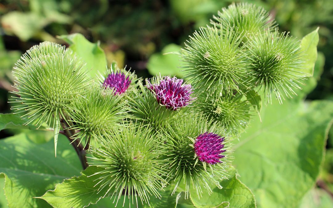 Common Burdock
