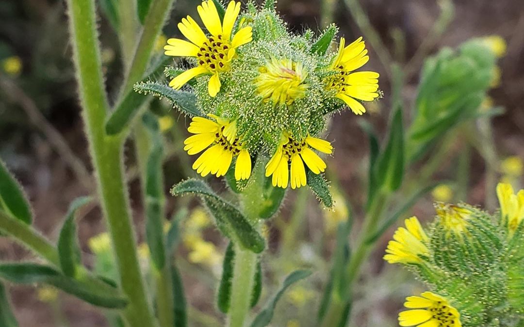 Chilean Tarweed