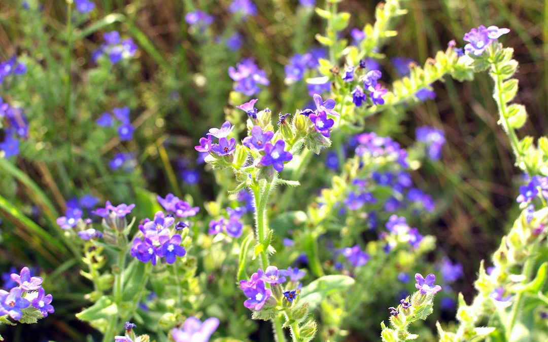 Common Bugloss