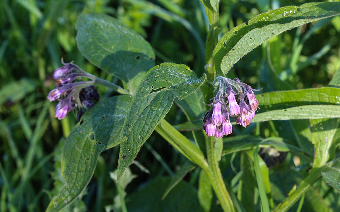 Common Comfrey