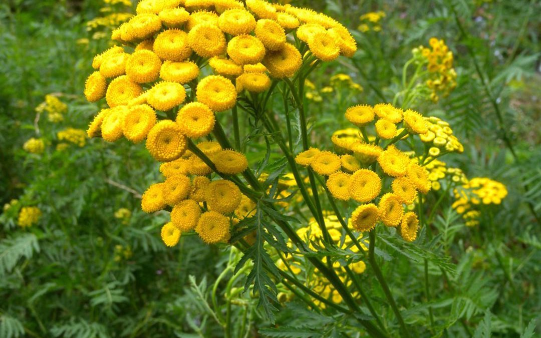 Common Tansy