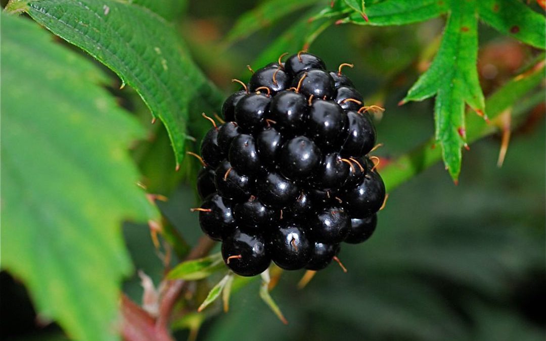 Cutleaf Blackberry