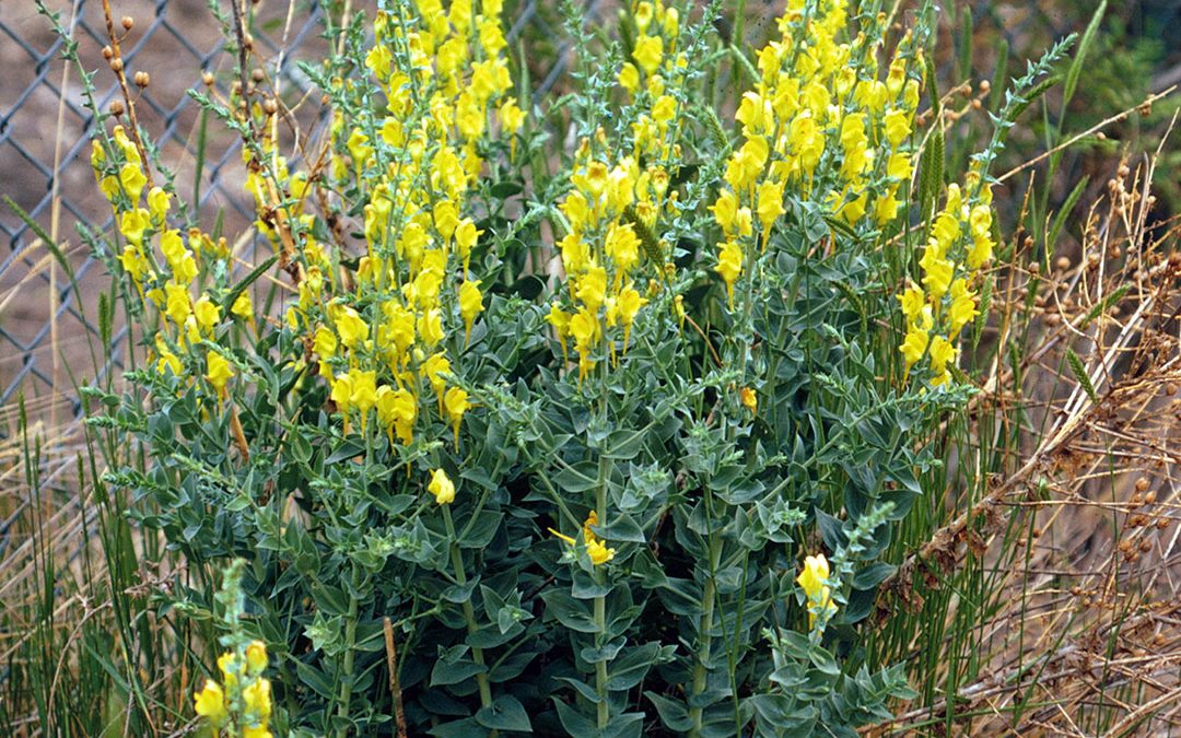Dalmation Toadflax
