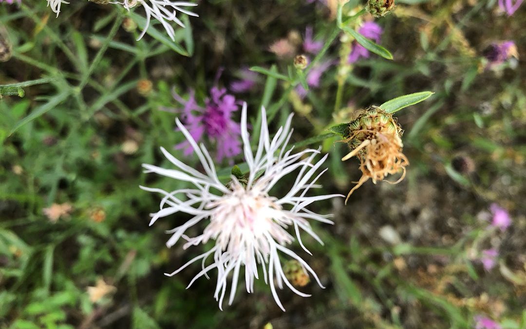 Diffuse Knapweed