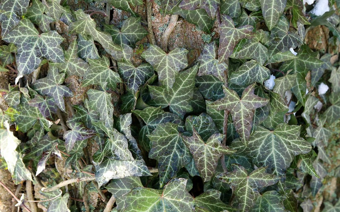 English Ivy