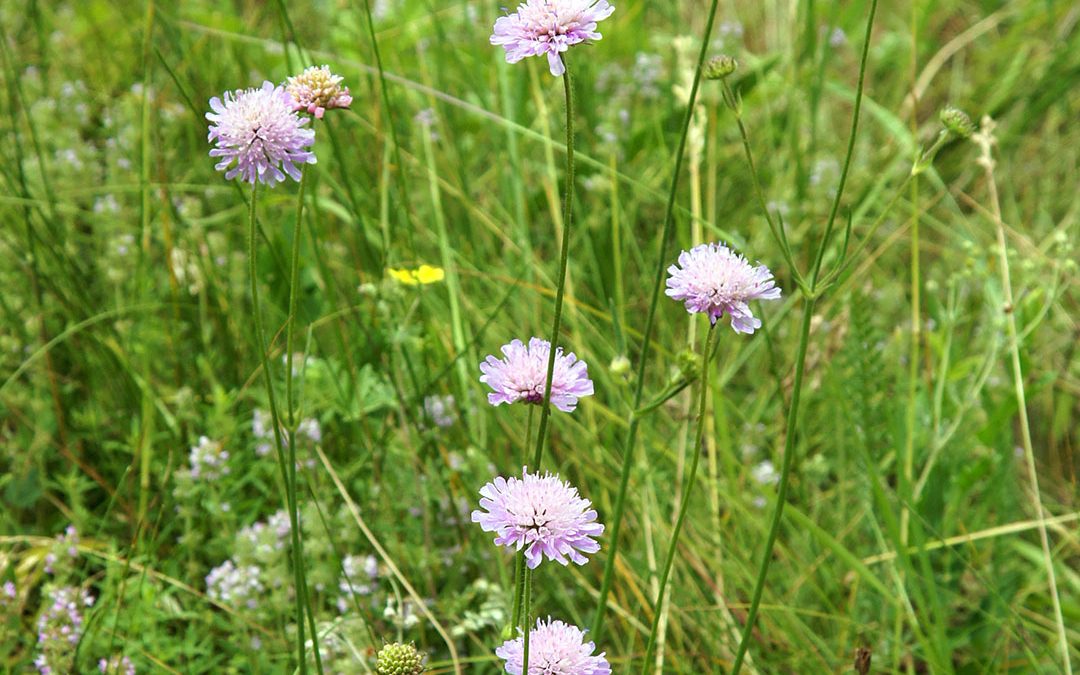 Field Scabious