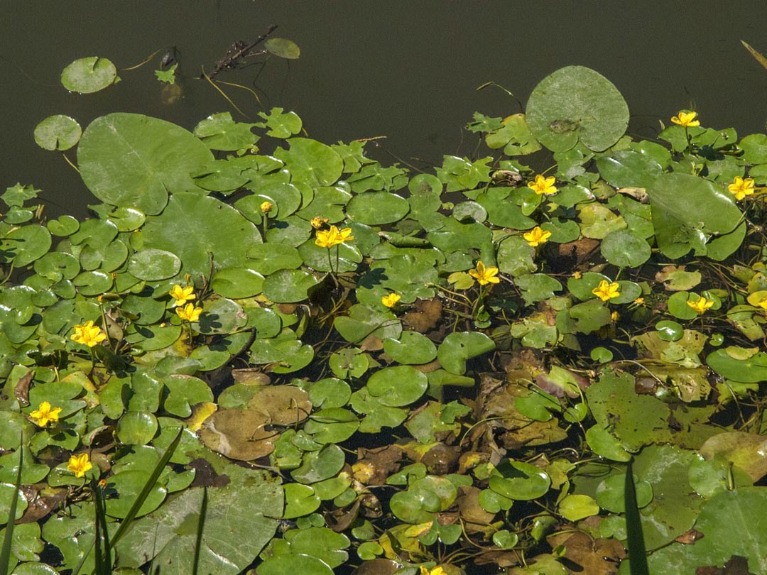 floating-heart-2 Yellow Floating Heart