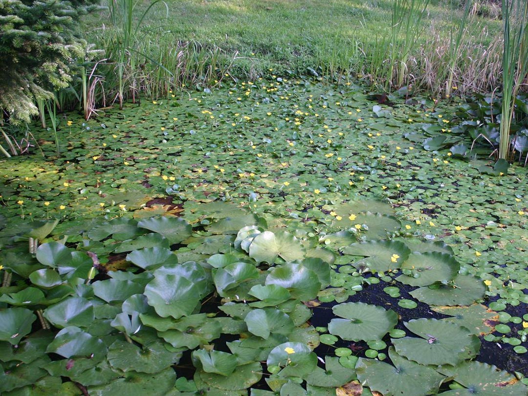 floating-heart-3 Yellow Floating Heart