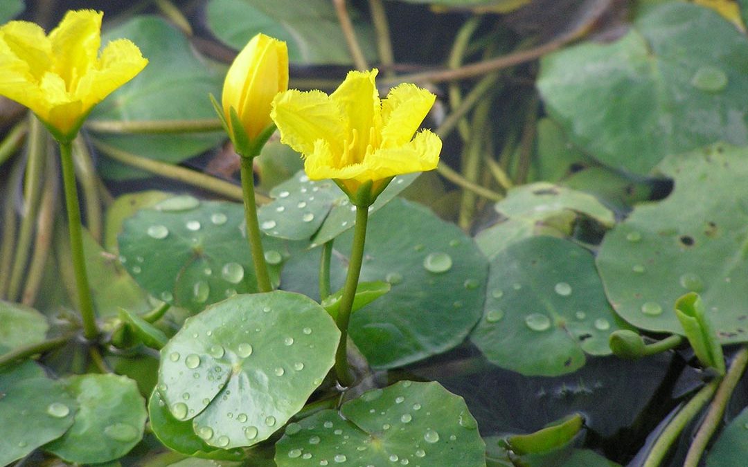 Yellow Floating Heart