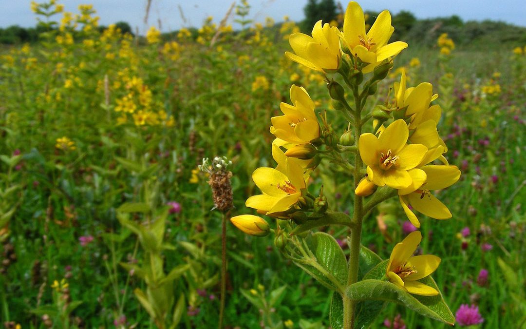 Garden Loosestrife
