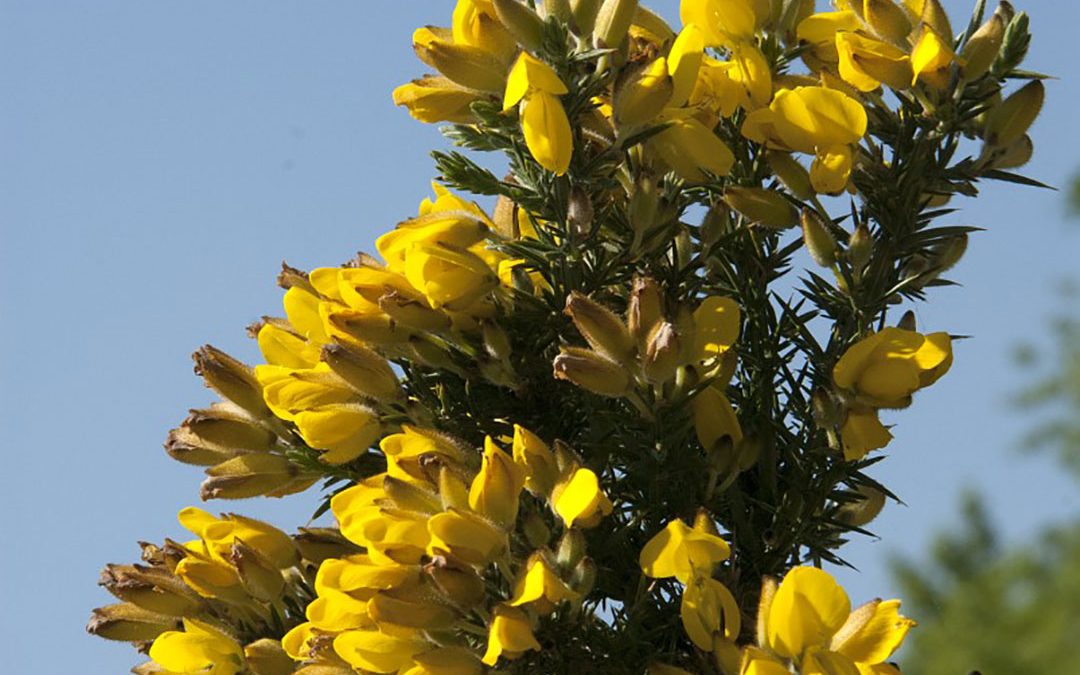 Gorse