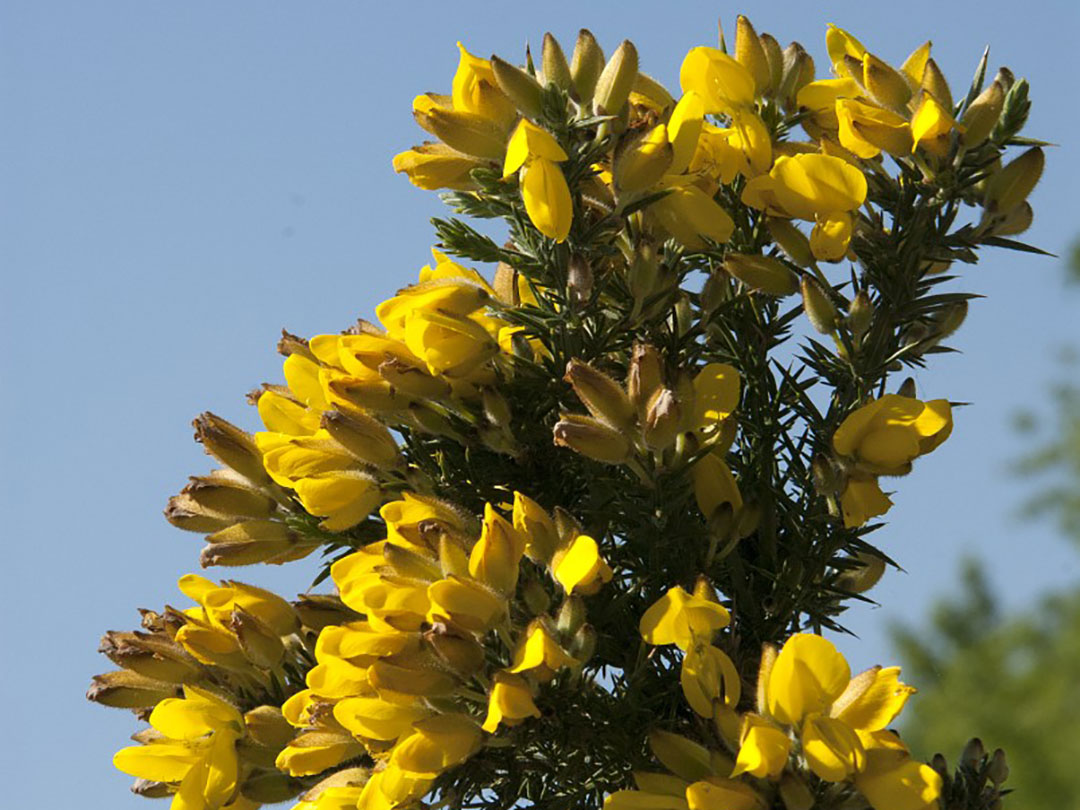 gorse-1 Gorse