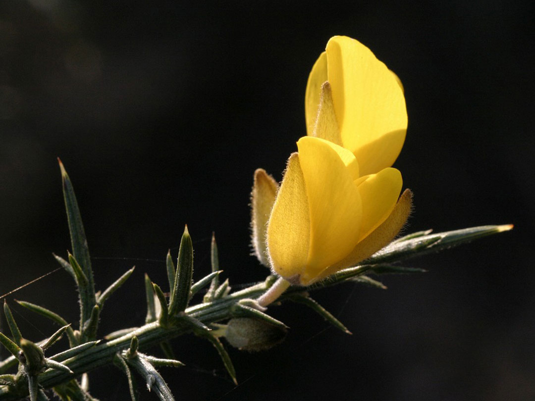 gorse-2 Gorse