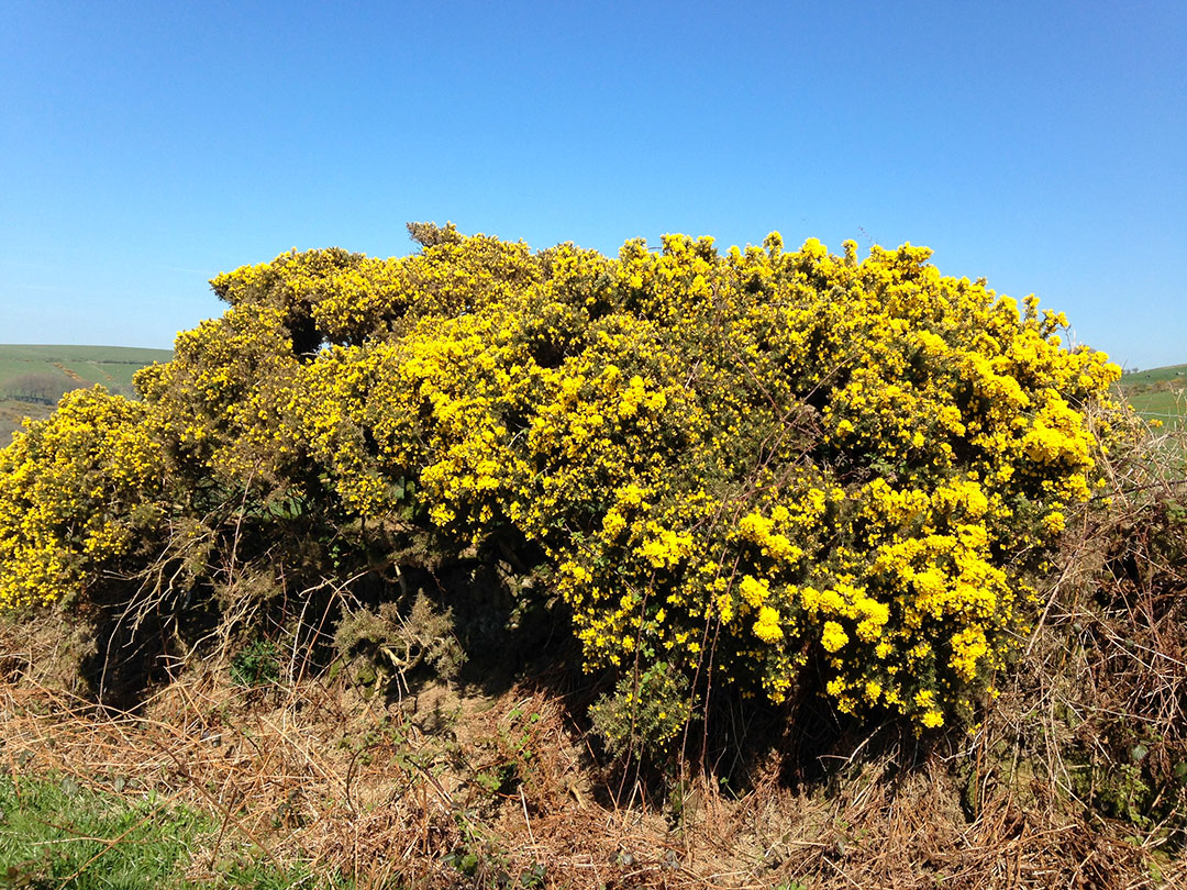 gorse-3 Gorse