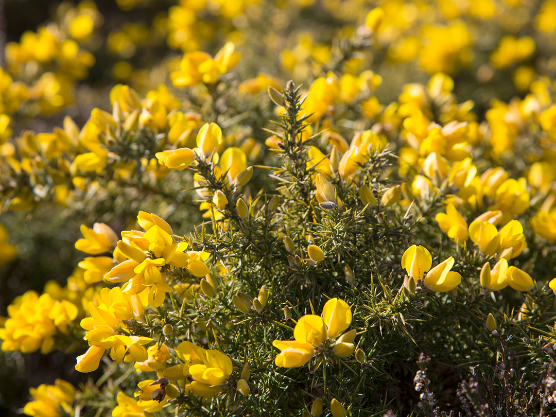 gorse-4 Gorse