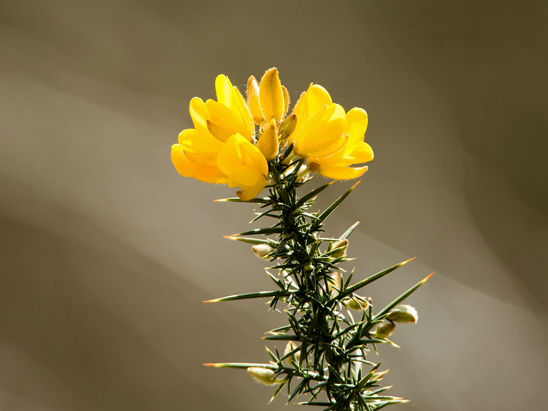 gorse-5 Gorse