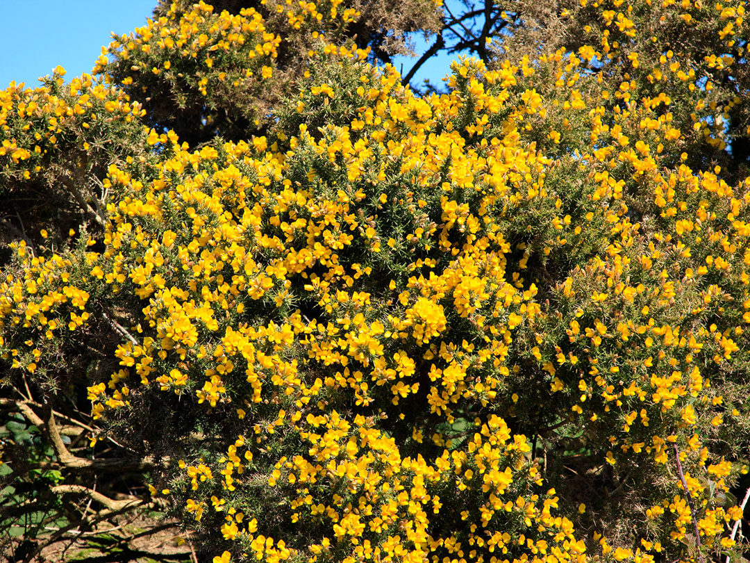 gorse-6 Gorse