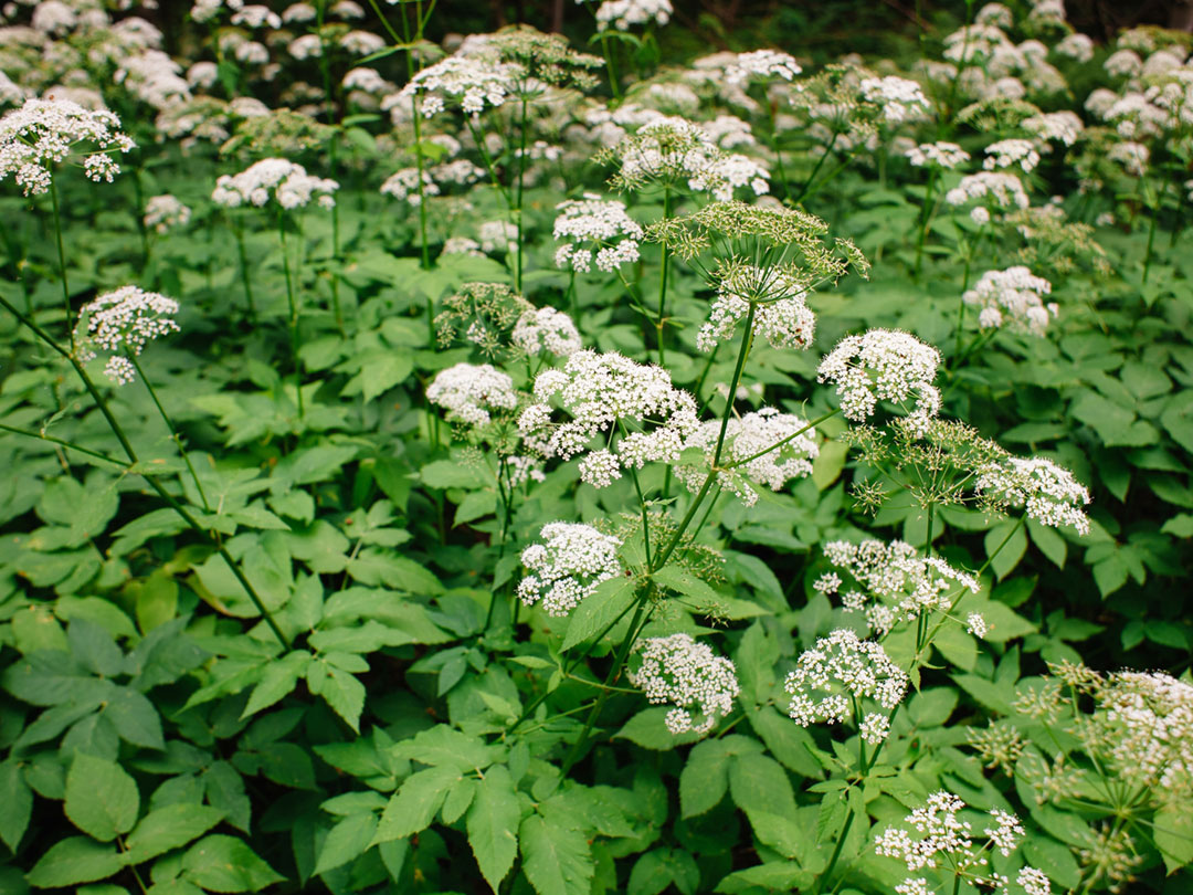 Bishop's Goutweed