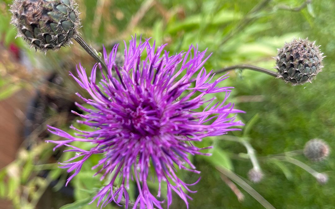 Greater Knapweed