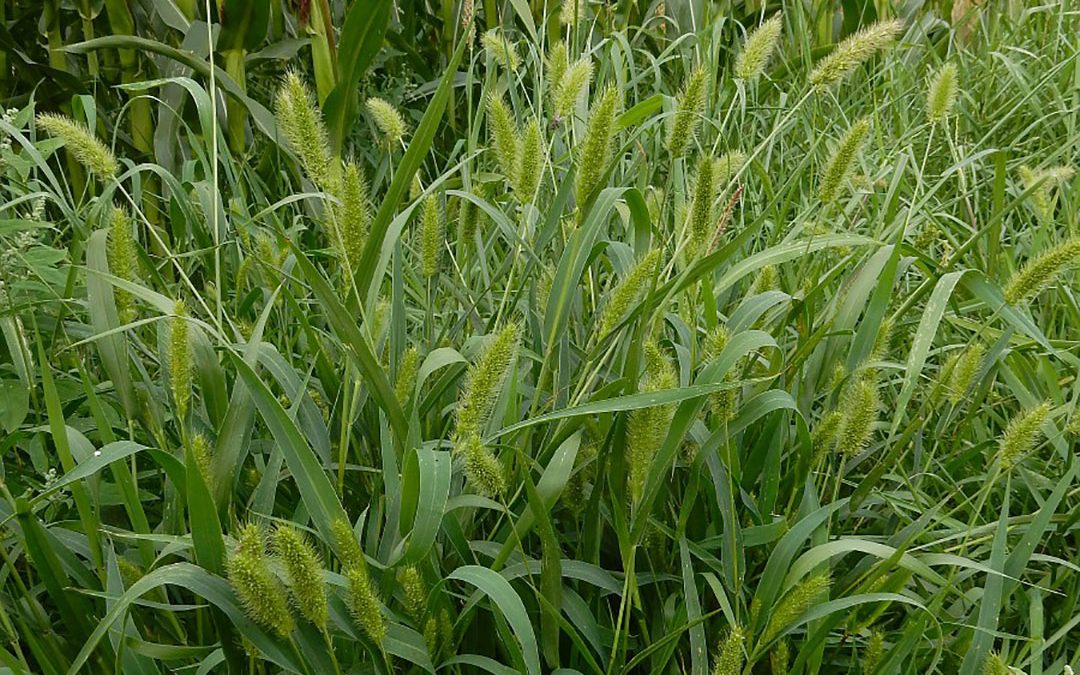 Green Foxtail