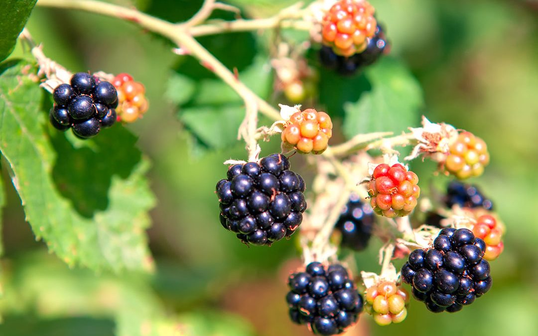 Himalayan Blackberry