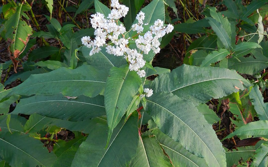 Himalayan Knotweed