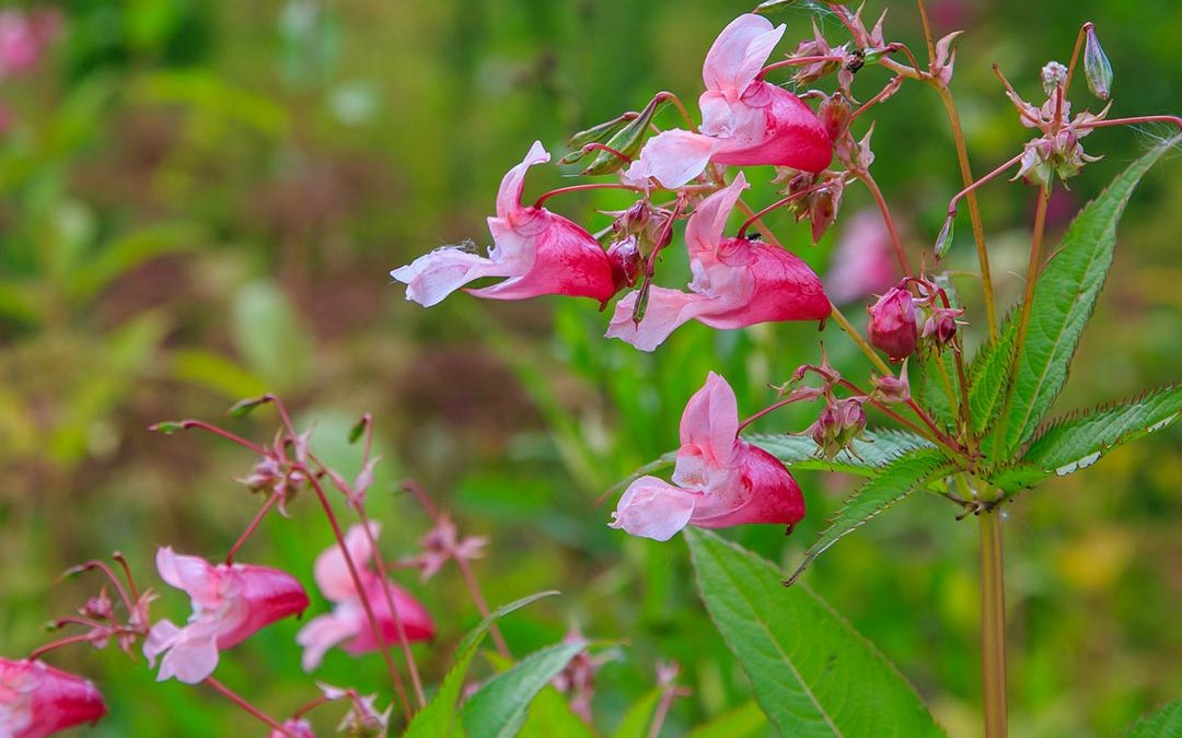 Himalayan Balsam (Policeman’s Helmet)