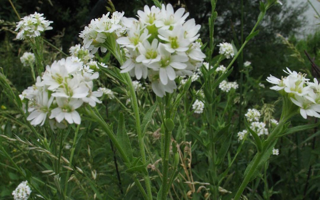 Hoary Alyssum