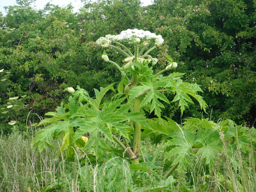 hogweed-1 Giant Hogweed
