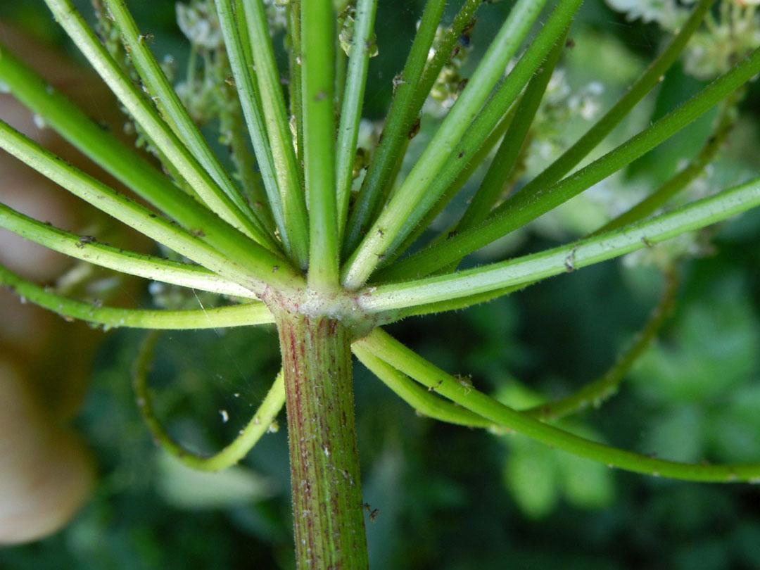 hogweed-2 Giant Hogweed